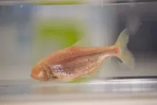 Blind cavefish have extraordinary taste buds 2