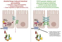 Blocking gut cannabinoids may prevent leaky gut