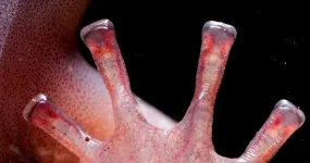 Blood-powered toes give salamanders an arboreal edge