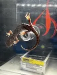 Blood-powered toes give salamanders an arboreal edge 3