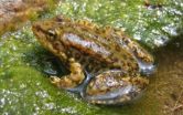 Blood samples show deadly frog fungus at work in the wild