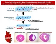 Blood vessel formation in damaged tissues with mussel adhesive protein