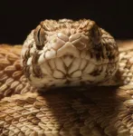 Bloody insights: Organs-on-chip ready to help snake venom research