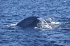 Blue whale foraging and reproduction are related to environmental conditions, study shows 2