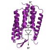 Bochums researchers discover proton diode