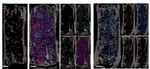 Bone marrow map opens path to organoid-like blood stem cell production