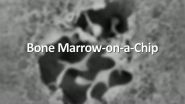 Bone marrow-on-a-chip unveiled