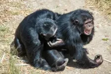 Bonobos and chimps offer clues to how our early ancestors had sex for social purposes 2