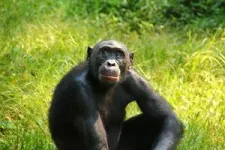 Bonobos and chimps offer clues to how our early ancestors had sex for social purposes 3