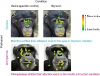 Bonobos, chimpanzees, and oxytocin