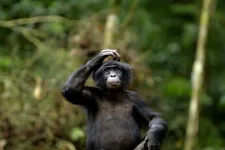 Bonobos may be more vulnerable than previously thought, suggests genetics study