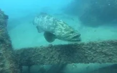 Boom! Detecting gregarious goliath groupers using their low-frequency pulse sounds 2