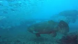 Boom! Detecting gregarious goliath groupers using their low-frequency pulse sounds 3