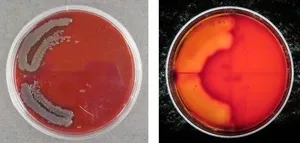 Boosting solar cell energy capture efficiency with a fullerene-derivative interlayer 2