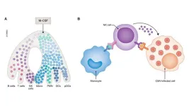 Boosting weak immune system: scientists find an unusual weapon against virus