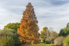 Botanic Gardens must team up to save wild plants from extinction