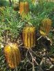 Botany student proves New England Banksia a distinct species