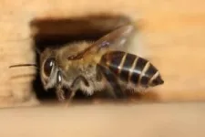 Bottlenecks and beehives: how an invasive bee colony defied genetic expectations 3