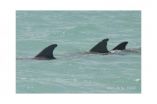 Bottlenose dolphin leaders more likely to lead relatives than unrelated individuals