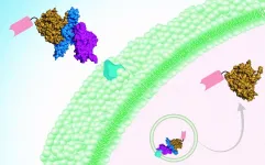 Botulism breakthrough? Taming botulinum toxin to deliver therapeutics