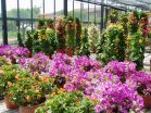 Bougainvilleas response to deficit irrigation tested