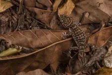 Bouldering in south-central Madagascar: a new “rock-climbing” gecko species of the genus Paroedura