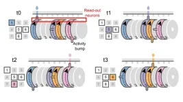 Brain acts like music box playing different behaviours