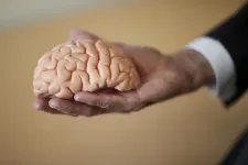 Brain-belly connection: gut health may influence likelihood of developing Alzheimer’s