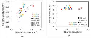 Brain capillary structures show a correlation with their neuron structures