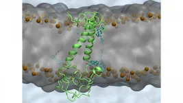 Brain cell membranes lipids may play big role in Alzheimers progression