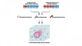 Brain disease research reveals differences between sexes