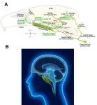 Brain drain - nasopharyngeal lymphatics found to be crucial for cerebrospinal fluid outflow