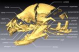 Brain size influences development of individual cranial bones 3