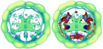 Brainy worms: Evolution of the cerebral cortex