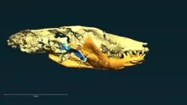 Brazilian fossils reveal jaw-dropping discovery in mammal evolution 3