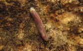 Brazilian zoologists discovered the first obligate cave-dwelling flatworm in South America 2