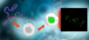 Breakthrough for tracking RNA with fluorescence