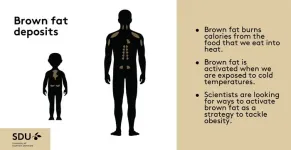 Breakthrough in brown fat research: Researchers from Denmark and Germany have found brown fat’s “off-switch”