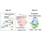 Breakthrough in fertility treatment: Prostaglandin receptors found to promote embryo implantation