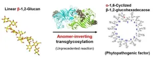 Breakthrough in plant disease: New enzyme could lead to anti-bacterial pesticides