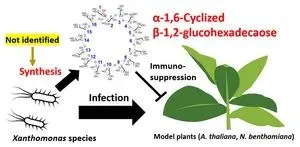 Breakthrough in plant disease: New enzyme could lead to anti-bacterial pesticides 2