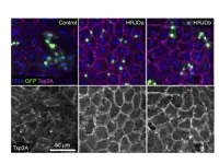 Breakthrough in plant disease: New enzyme could lead to anti-bacterial pesticides 3