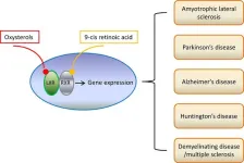 Breakthrough review links hormone receptors to age-related brain disease prevention