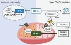 Breakthrough technology offers promising treatment for ischemic retinopathy 3