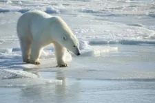 Breakthrough wildlife tracking technology that adheres to fur delivers promising results from trials on wild polar bears 2