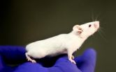 Breast milk kills HIV and blocks its oral transmission in humanized mouse