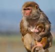 Breast vs. bottle feeding in rhesus monkeys