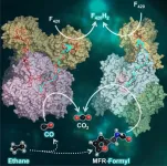 Breathing deep: A metabolic secret of ethane-consuming archaea unraveled