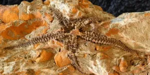 Brittle star fossils found in South Africa are over 410 million years old, the oldest known examples who lived at high latitude