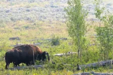 Broken by bison, aspen saplings having a tough time in northern Yellowstone